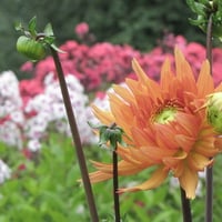 Orange dahlia