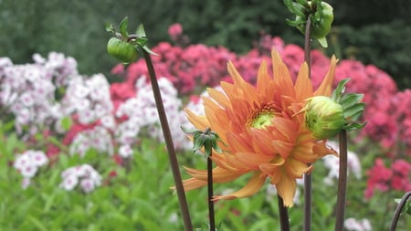 Orange dahlia - white, orange, pink, garden