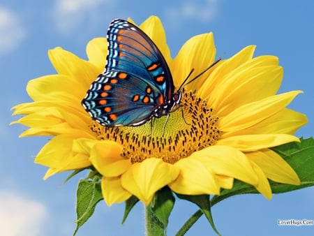 I meet the Sun - yellow, summer, blue, forever, butterflies, sunshine, flower, light, happy, wonderful, happiness, magnificent, sunflower, bright, sky, animals