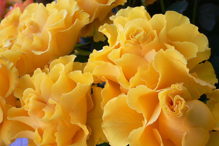 Sunday Friendship Roses - yellow, roses, sunday, friendship, bouquet, still life