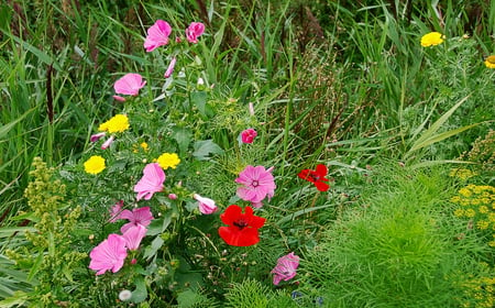 Wildflowers - nature, colors, flowers, wildflowers