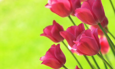 Tulips - nature, tulips, flowers, pink