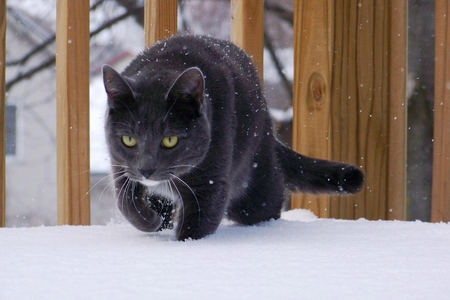 Black cat - black, animals, kittens, cats