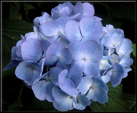 Soft blue - flowers, nature, blue, beautiful, soft, background, hydrangea