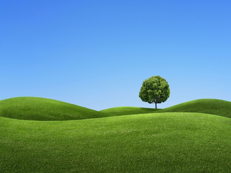 Tree in grass - tree, nature, green, grass