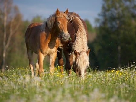 Horses - pretty, field, animal, horse