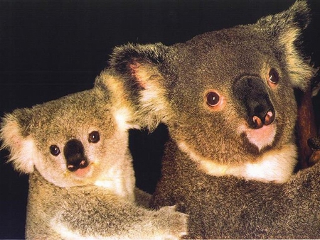 Tender koala mother and cub