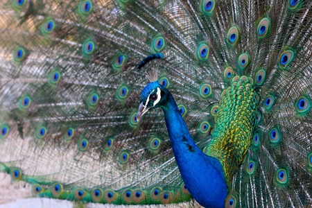 peacock - peahen, peacock, blue, peafowl