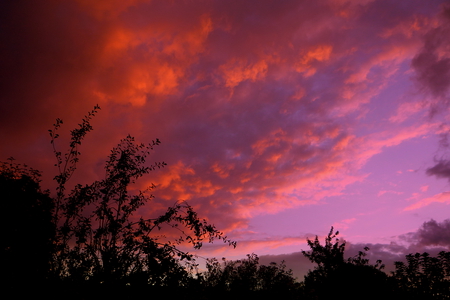 Fire sky. - sky, fire, trees, photos