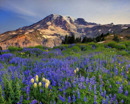 Lupine Fields Mount Rainier Washington - flowers, clouds, nature, purple, stem, field, mountain, sky