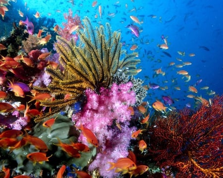 Fish on Coral Reef - coral, animals, pink, water, fish, orange, colors, reef