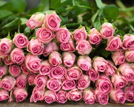 Pink Roses - love, roses, nature, pink, petals, beautiful, rows, leaves, green, pile, flowers, stem