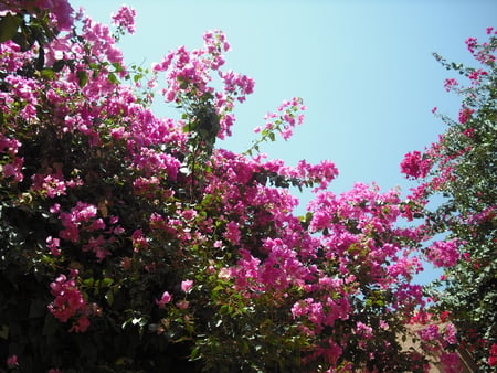 roses above - nice, roses, flowers, lovely, joran, history, dead sea