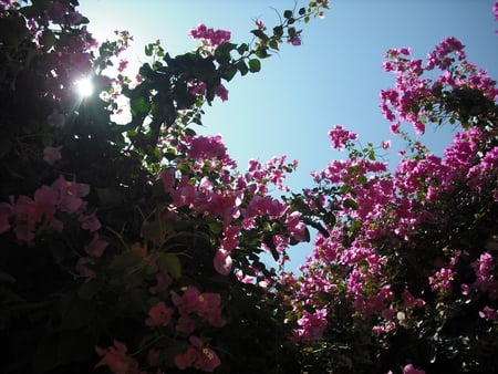 sun and roses - amman, roses, sun, jordan, flowers, lovely, dead sea