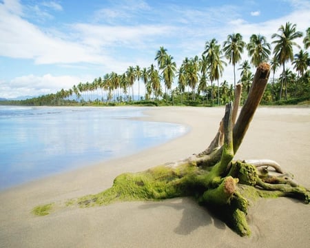 Shore and Palms - sand, sky, water, clouds, beach, trees, nature