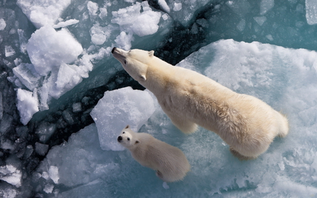 Endangered Spiecies - bear, ice, animal, snow, polar bear