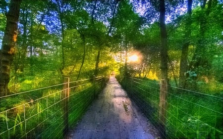 Leading the right way - path, trees, fencing, forest, light