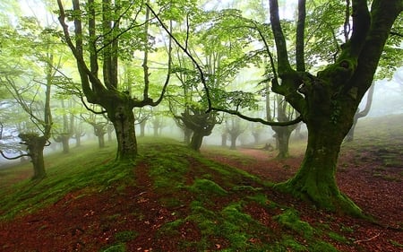 Morning Hour - trees, forest, mountain, path, rocks, mist