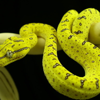 GREEN TREE PYTHON