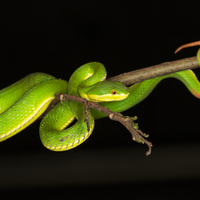 PIT VIPER