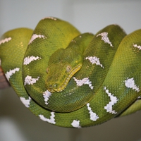 EMERALD TREE BOA