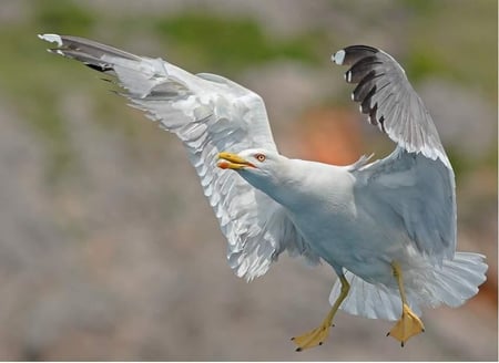 SEAGULL - animal, flying, feathers, bird