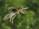 RED-TAIL HAWK