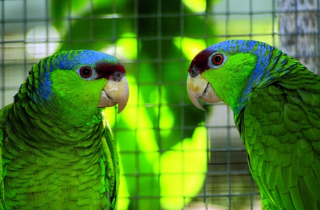 Parrots - animals, other, parrots, beautiful