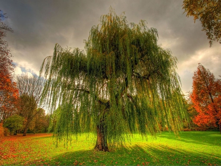 Pretty tree - nature, tree, forest, life