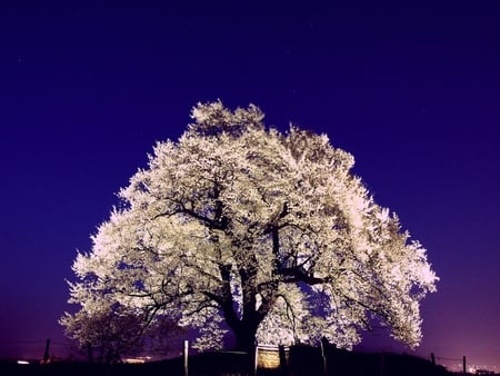 White tree - life, tree, forest, nature