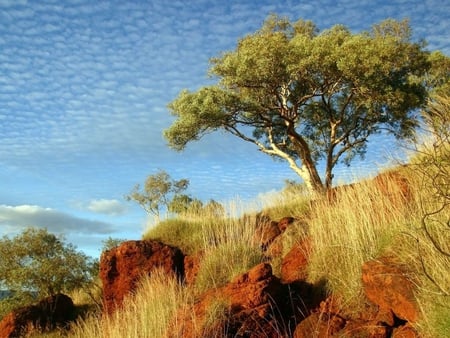 Pretty tree - life, tree, forest, nature