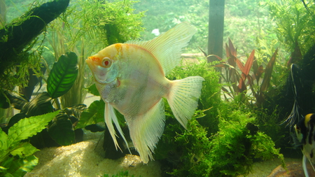 Golden angel - aqua, ornamental fish, angel, fish