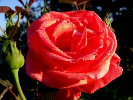 Big rose - red, flower, nature, rose