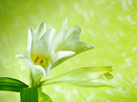 Flower - white, flower, nature, green