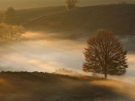 Tree - nature, tree, cloud, mist