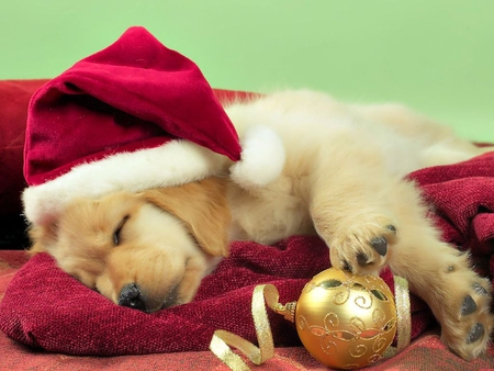 Sweet christmas pupy - santa, sleep, puppy, hat, dog, holiday, christmas