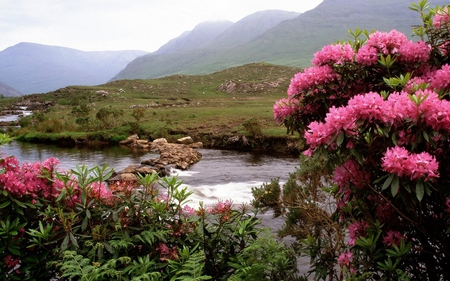 Rhododendron Valley - nice, sky, valley, riverbank, bloom, greenery, water, stream, creek, along, quiet, pretty, river, rivers, sunny, grass, rhododendron, mountain, rhodendron, summer, shore, place, lovely, bushes, nature, beautiful, flowers