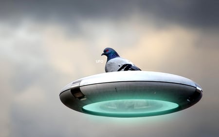 Pigeon on an UFO - pigeons, sky, ufo, birds