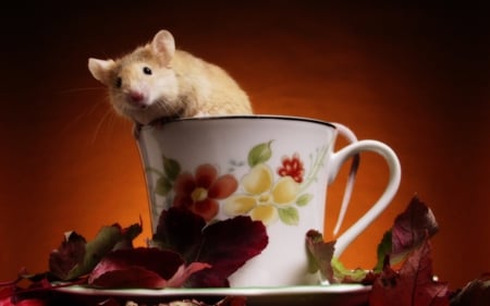 Why do cats have all the fun ? - fun, image, mouse, teacup