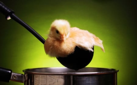 Chick Stew ! - chick, image, ladle, funny