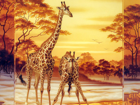 giraffes