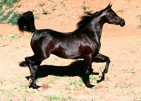 Horse - horse, natyre, other, beautiful