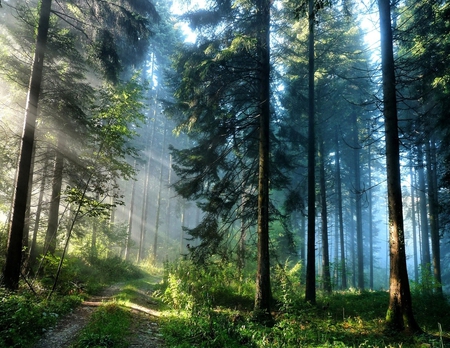 Forest - nature, forest, other, beautiful