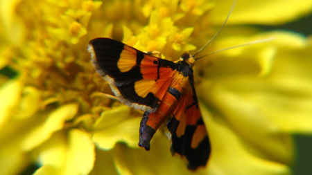 Small butterfly - butterfly, birds, animal, nature