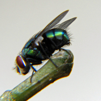 House fly