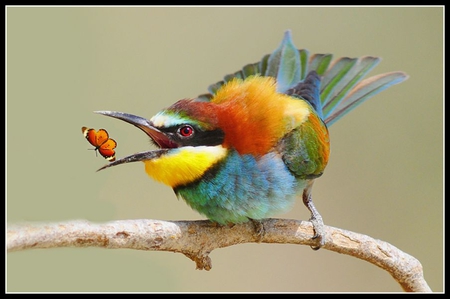 BEE-EATER BIRD - wildlife, bee-eater, funa, bird