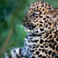 Baby Leopard