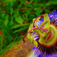 Passion flower