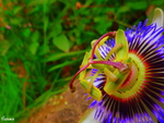 Passion flower