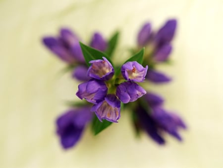 Purple Zoom ! - purple, tiny, flowers, x